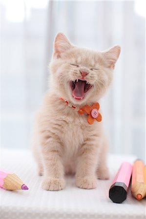 British Shorthair Fotografie stock - Premium Royalty-Free, Codice: 622-07117820