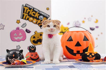 Scottish Fold Foto de stock - Sin royalties Premium, Código: 622-07117831