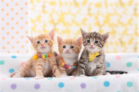 simsearch:622-07117873,k - Munchkin pets Stock Photo - Premium Royalty-Free, Code: 622-07117847