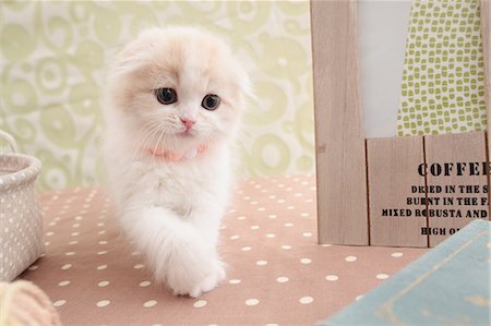 Scottish Fold Photographie de stock - Premium Libres de Droits, Code: 622-07117842