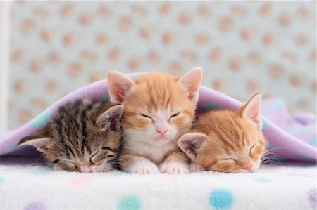 sleeping with kittens - Munchkin pets Stock Photo - Premium Royalty-Free, Code: 622-07117866