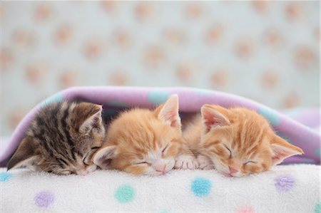 sleeping with kittens - Munchkin pets Stock Photo - Premium Royalty-Free, Code: 622-07117867