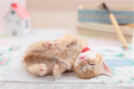 sleeping with kittens - Munchkin Stock Photo - Premium Royalty-Free, Code: 622-07117870