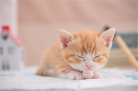 sleeping with kittens - Munchkin Stock Photo - Premium Royalty-Free, Code: 622-07117873