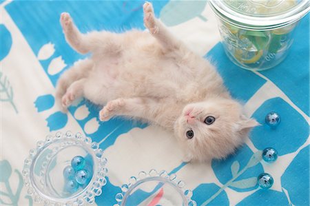 Scottish Fold Photographie de stock - Premium Libres de Droits, Code: 622-07117885