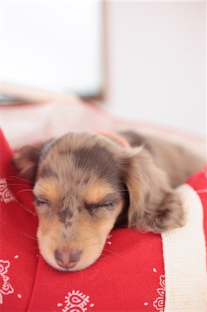 dog sleeping - Chihuahua and Miniature Dachshund mixed pet Stock Photo - Premium Royalty-Free, Code: 622-07117894