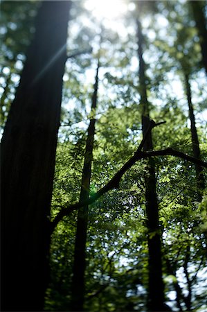 shinjuku - Trees in Shinjuku, Tokyo Stock Photo - Premium Royalty-Free, Code: 622-07117904