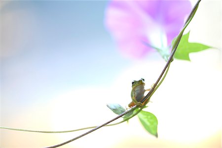 Frog on morning glory Fotografie stock - Premium Royalty-Free, Codice: 622-07117905