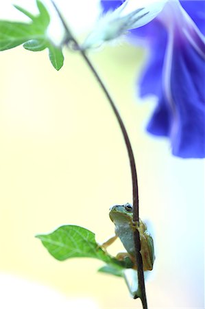 Frog on morning glory Stock Photo - Premium Royalty-Free, Code: 622-07117907