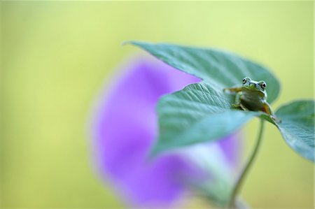 simsearch:622-07117908,k - Frog on morning glory leaf Foto de stock - Sin royalties Premium, Código: 622-07117908