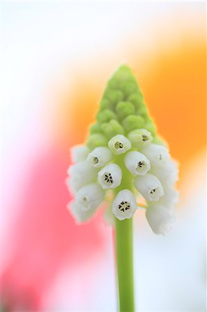 Muscari Foto de stock - Sin royalties Premium, Código: 622-07117938