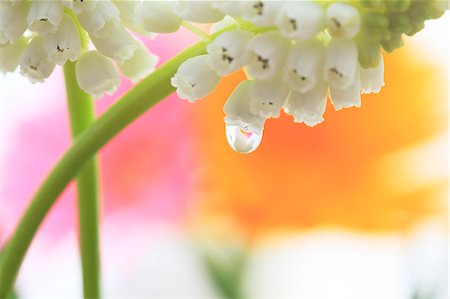 Water droplets on Muscari Foto de stock - Sin royalties Premium, Código: 622-07117939