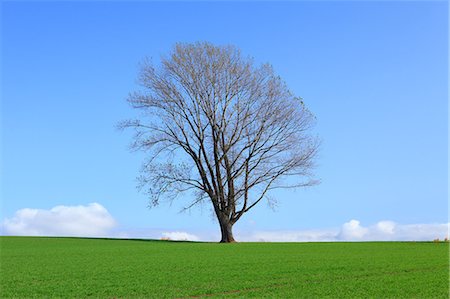 poplar trees - The tree of Philosophy in Biei, Hokkaido Stock Photo - Premium Royalty-Free, Code: 622-07117933