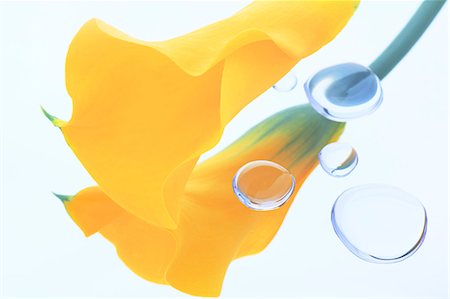 sensation - Water drops and yellow flower Stock Photo - Premium Royalty-Free, Code: 622-07117944