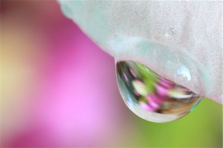 flower in dewdrop - Close up of water drops on flower Stock Photo - Premium Royalty-Free, Code: 622-07117949