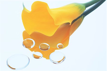 Water drops and yellow flower Photographie de stock - Premium Libres de Droits, Code: 622-07117943