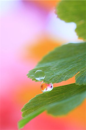 fresh flowers for water drops - Water droplets on leaf Foto de stock - Sin royalties Premium, Código: 622-07117954