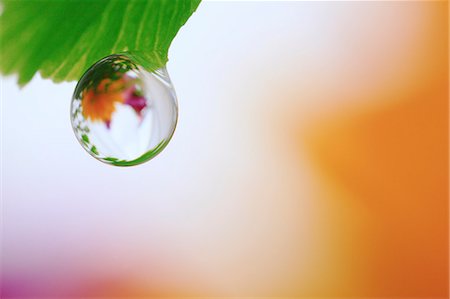 simsearch:622-07117959,k - Water droplet on leaf Photographie de stock - Premium Libres de Droits, Code: 622-07117955