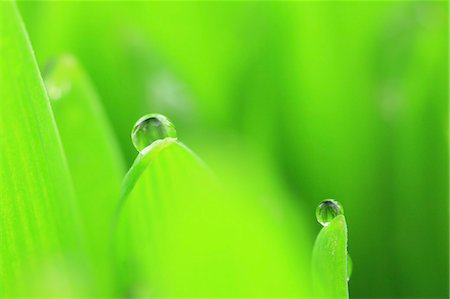 sizzling - Water droplets on leaf Stock Photo - Premium Royalty-Free, Code: 622-07117956