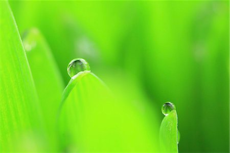 Water droplets on leaf Foto de stock - Sin royalties Premium, Código: 622-07117956