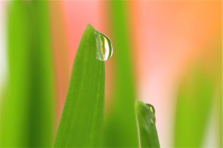 simsearch:622-07108963,k - Water droplets on leaf Fotografie stock - Premium Royalty-Free, Codice: 622-07117957