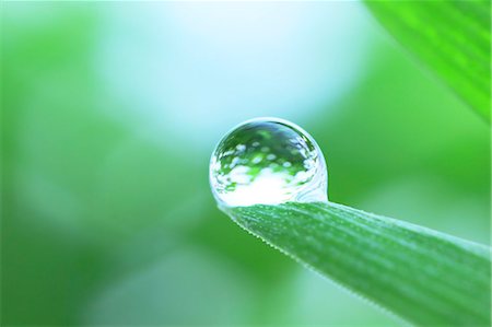 rociar - Water droplet on leaf Foto de stock - Sin royalties Premium, Código: 622-07117958