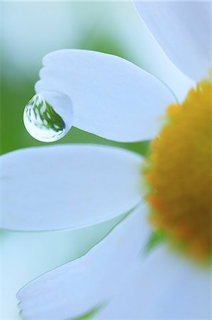 Water droplet on lawn daisy Photographie de stock - Premium Libres de Droits, Code: 622-07117951