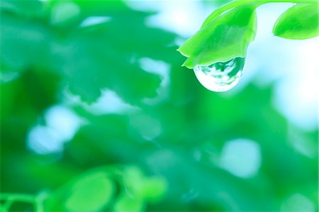 drop in water - Water droplet on leaf Stock Photo - Premium Royalty-Free, Code: 622-07117960