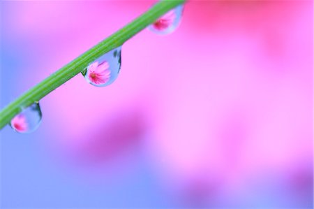 Water droplets on leaf Foto de stock - Sin royalties Premium, Código: 622-07117962