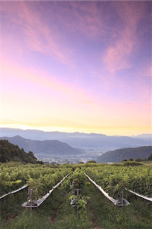 drinks industry - Sunrise sky over vineyard, Yamanashi Prefecture Stock Photo - Premium Royalty-Free, Code: 622-07117985