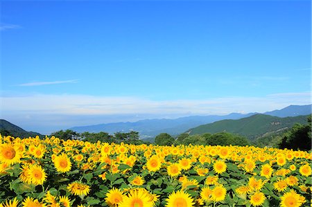 Sunflower field and sky Foto de stock - Sin royalties Premium, Código: 622-07117987