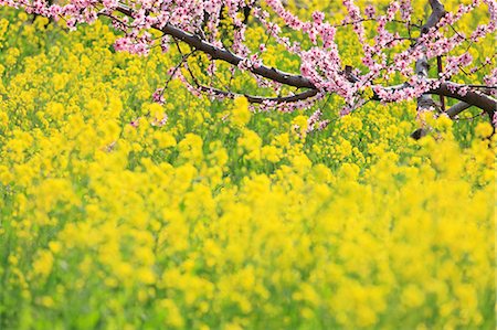 peach flower - Peach blossoms and rapeseed field, Yamanashi Prefecture Stock Photo - Premium Royalty-Free, Code: 622-07117982