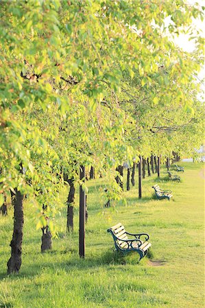 Bench on grassland and trees, Yamanashi Prefecture Photographie de stock - Premium Libres de Droits, Code: 622-07117983