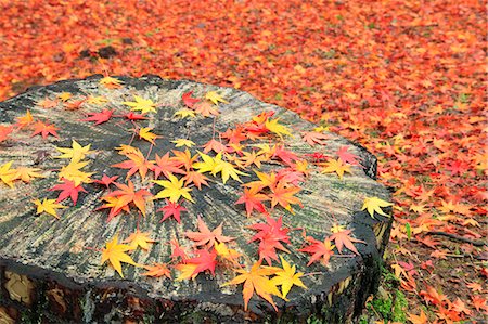 pile of leaves picture - Falling maple leaves on tree stump Stock Photo - Premium Royalty-Free, Code: 622-07117996