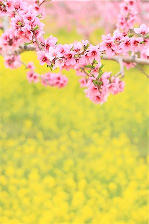 simsearch:622-06809681,k - Peach blossoms and rapeseed field, Yamanashi Prefecture Stockbilder - Premium RF Lizenzfrei, Bildnummer: 622-07117990