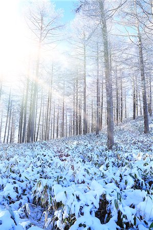 Rimed larch forest, Nagano Prefecture Foto de stock - Sin royalties Premium, Código: 622-07118004