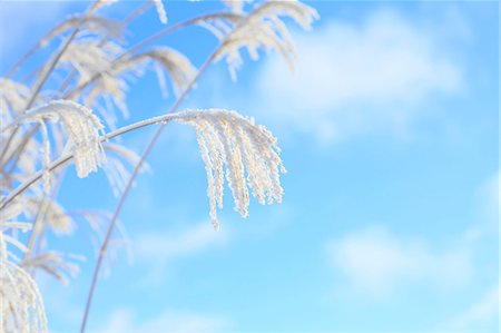 Rimed pampas grass and sky, Nagano Prefecture Fotografie stock - Premium Royalty-Free, Codice: 622-07118006