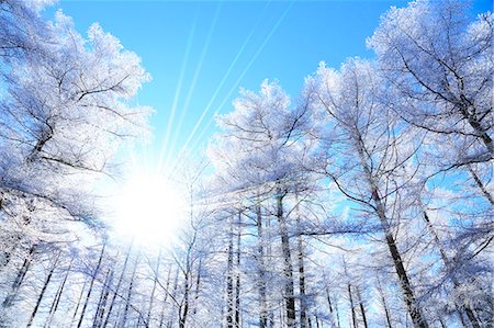 snowy sun nobody - Rimed larch forest and sky, Nagano Prefecture Stock Photo - Premium Royalty-Free, Code: 622-07118007