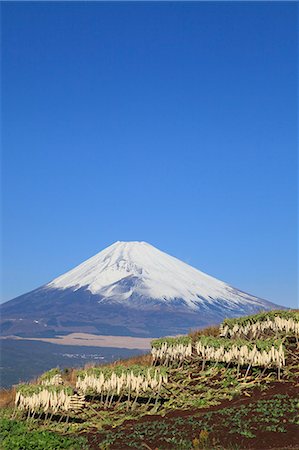 Dried radish and Mount Fuji, Shizuoka Prefecture Stock Photo - Premium Royalty-Free, Code: 622-07118000