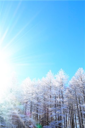 Rimed larch forest and sky, Nagano Prefecture Foto de stock - Sin royalties Premium, Código: 622-07118003