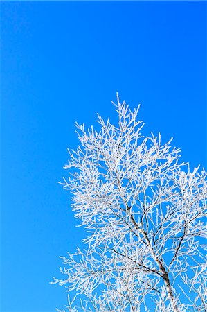 Rimed tree and sky, Nagano Prefecture Stock Photo - Premium Royalty-Free, Code: 622-07118018