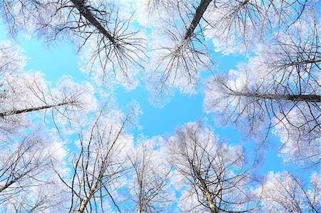 forest japan - Rimed larch forest and sky, Nagano Prefecture Stock Photo - Premium Royalty-Free, Code: 622-07118013