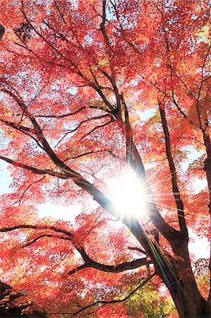 Maple tree filled with red leaves, Shizuoka Prefecture Foto de stock - Sin royalties Premium, Código: 622-07118024