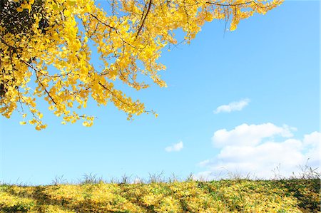 Ginkgo biloba grassland and sky Stock Photo - Premium Royalty-Free, Code: 622-07118020