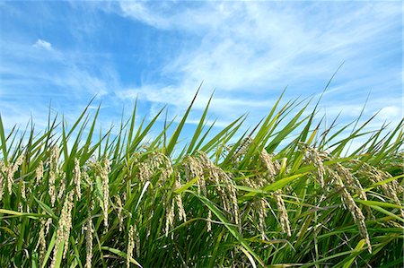 rice harvesting in japan - Rice ears and sky Stock Photo - Premium Royalty-Free, Code: 622-07118068