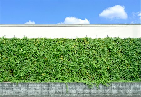 Bitter gourd curtain and sky Stock Photo - Premium Royalty-Free, Code: 622-07118078