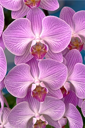 simsearch:622-07108924,k - Pink orchids Photographie de stock - Premium Libres de Droits, Code: 622-07118073
