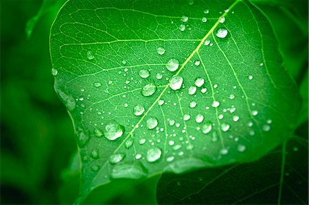 Raindrops on green leaf Foto de stock - Sin royalties Premium, Código: 622-07118096