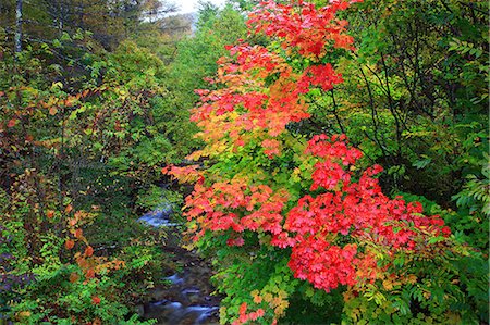 Autumn leaves Stock Photo - Premium Royalty-Free, Code: 622-07519348