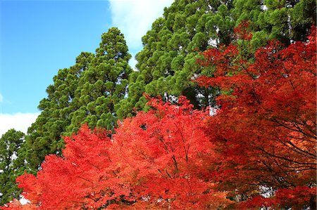 saturated color - Autumn leaves Stock Photo - Premium Royalty-Free, Code: 622-07519359